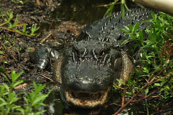orlando florida alligator tours