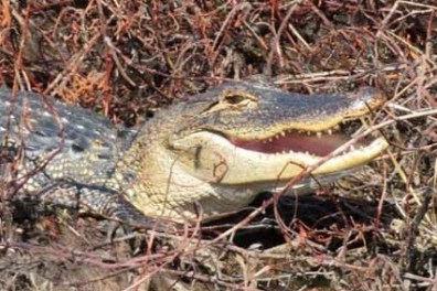 Crocodile on dry twigs with open mouth, partially visible.
