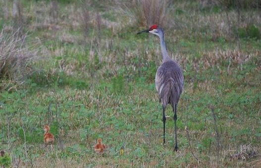 imgi_11_a-ultimate-airboat-eco55-527×340 Sandhill crane with two chicks in a grassy field.