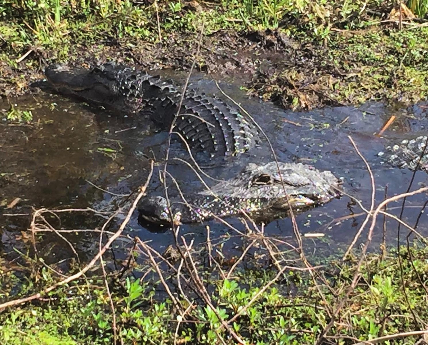 imgi_9_IMG_0120 Alligator partially submerged in muddy water surrounded by grass and branches.